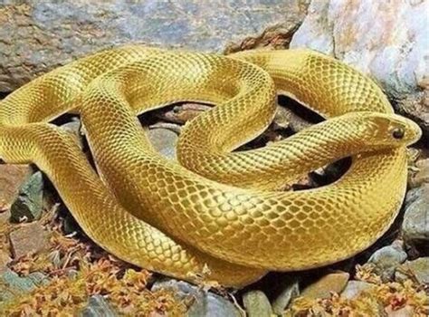 夢見金色的蛇 元名字意思